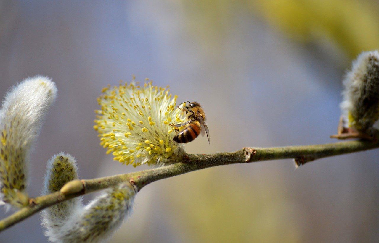 willow catkin with wasp