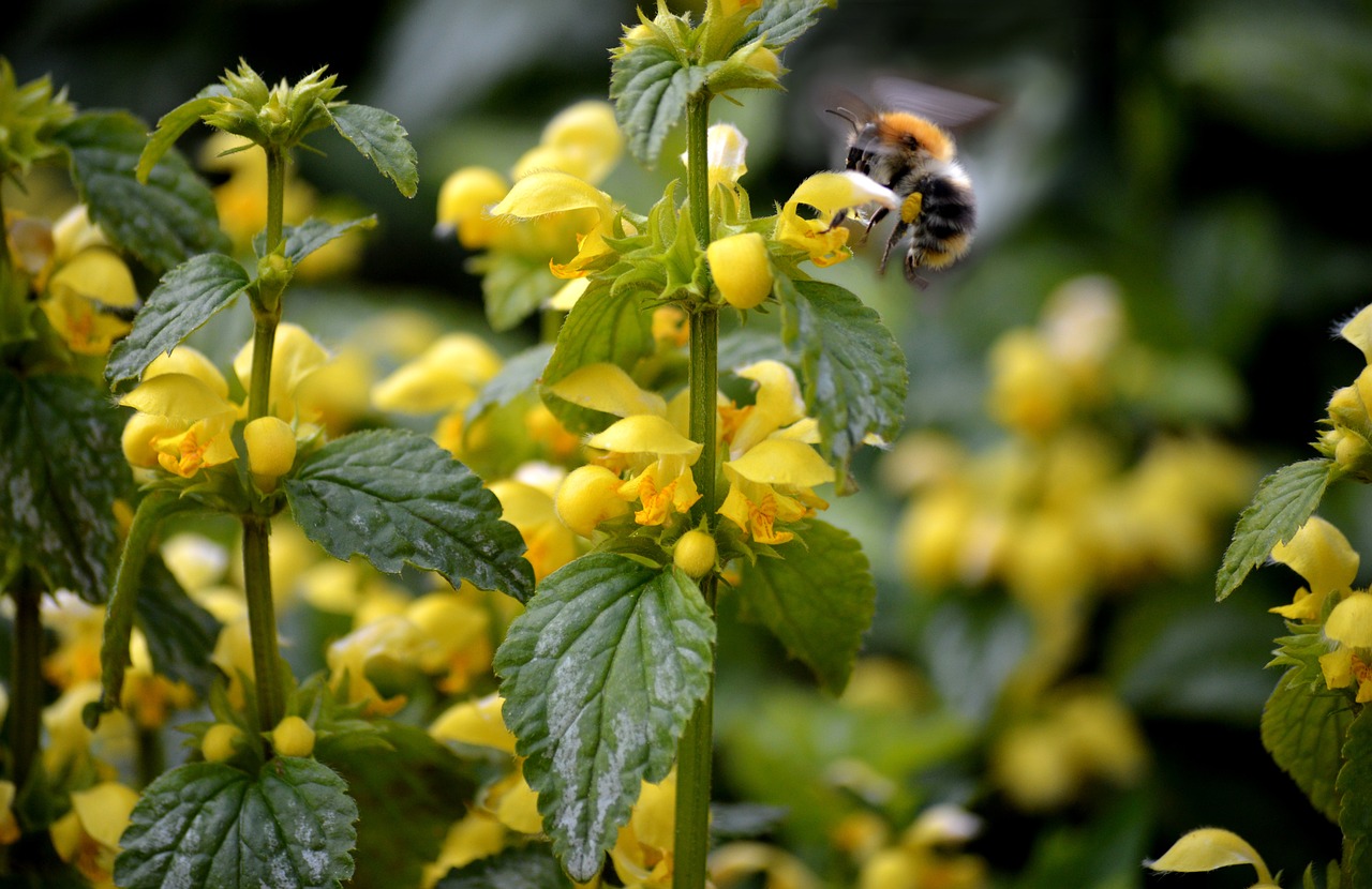 galeobdolon with bee
