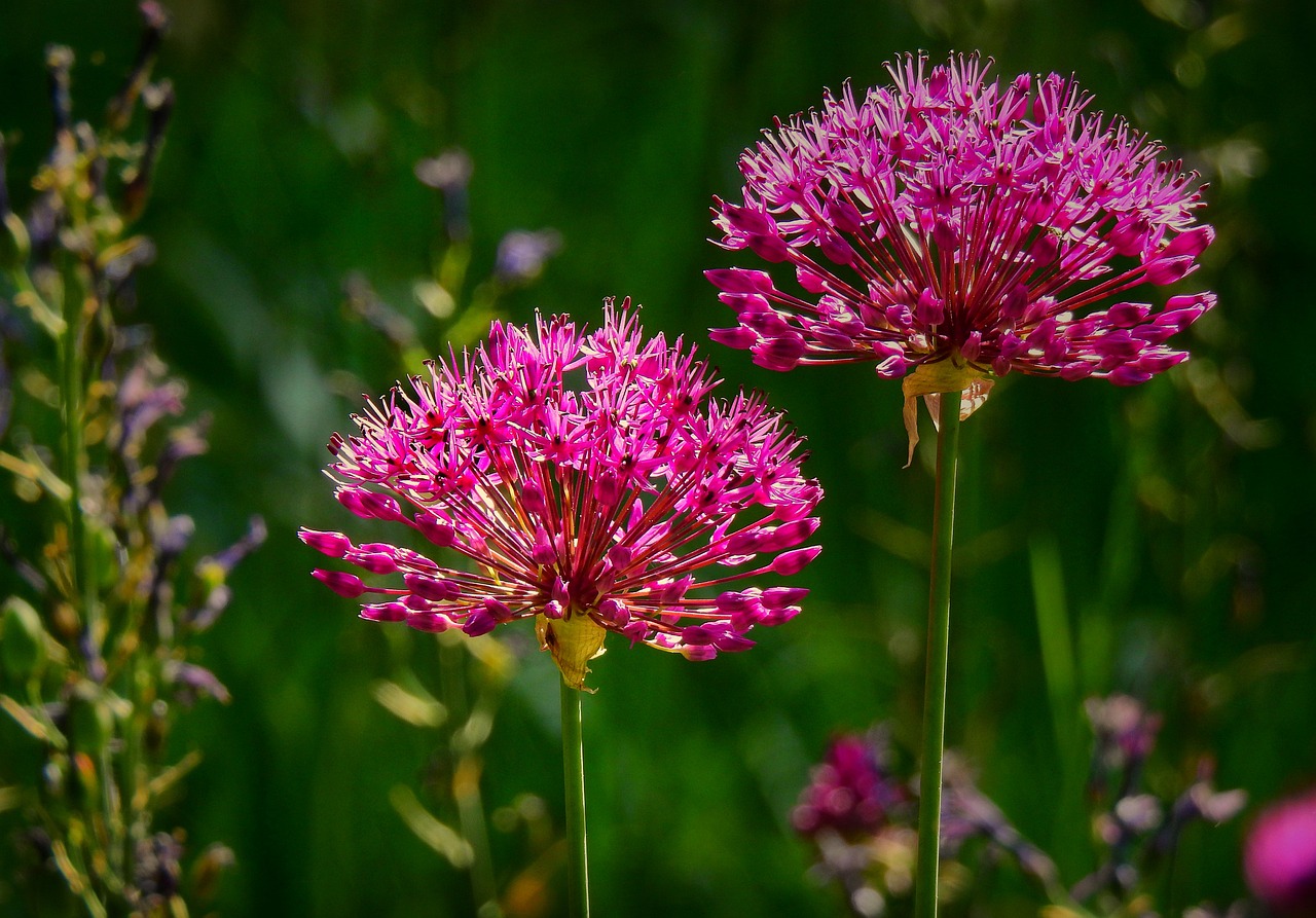 onion flower