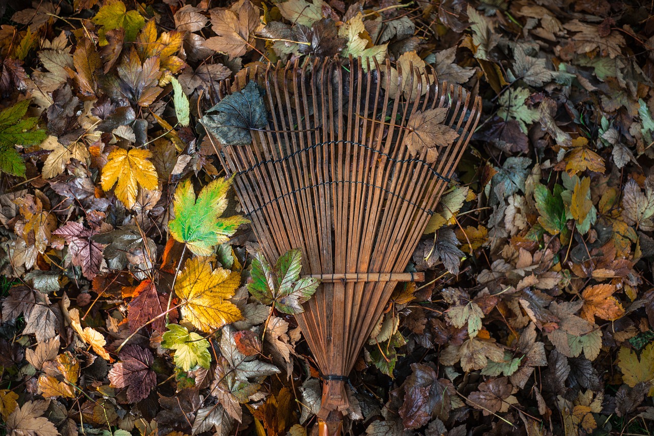 raking leaves in the garden