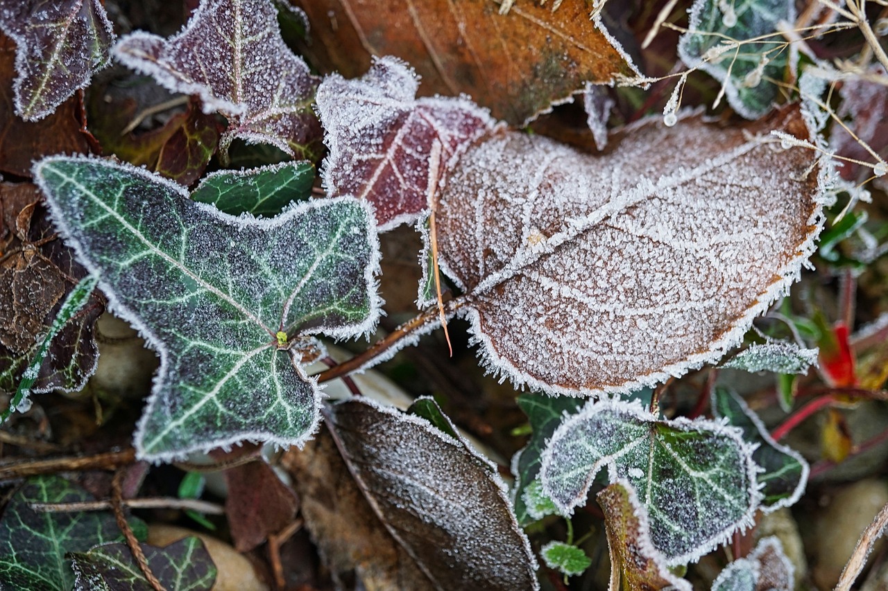 leaves with frost