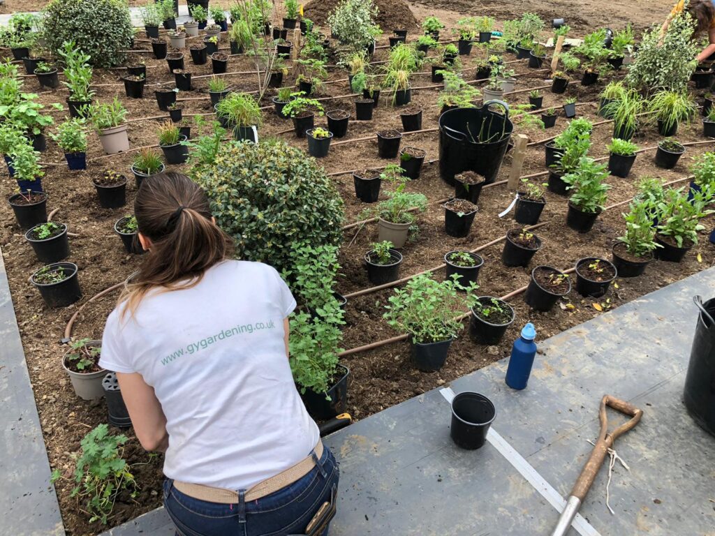 gardener, setting out plants