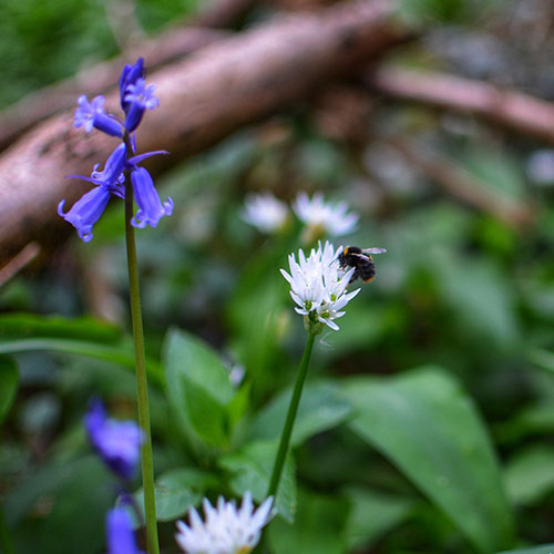bluebells