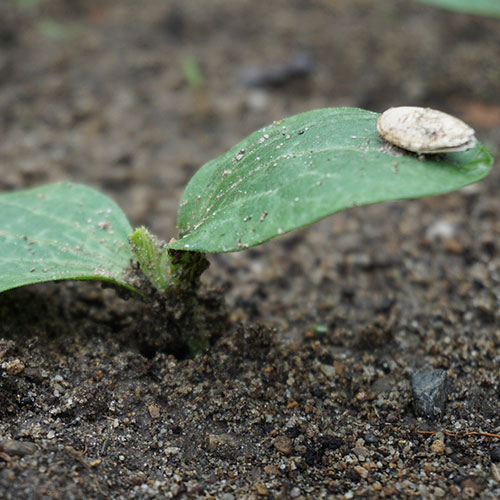 courgette seedling