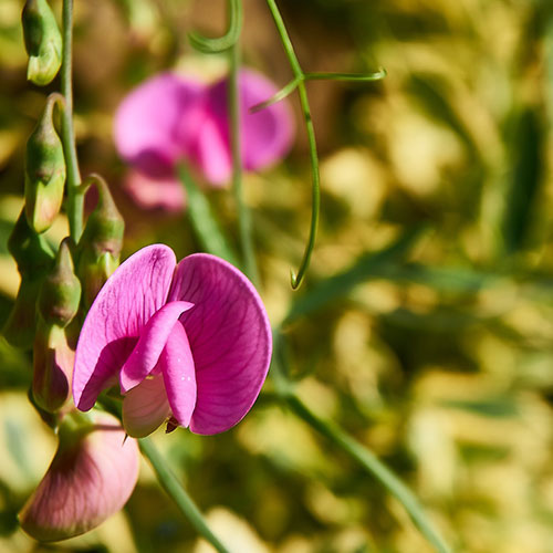 sweetpeas